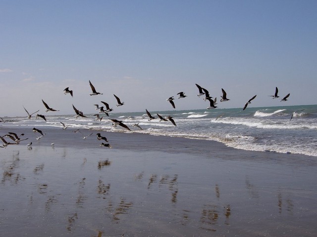 Al-Sawadi-Beach-Barka-4.jpg