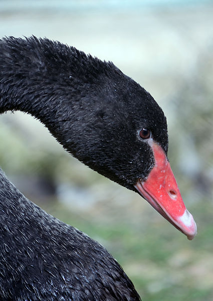 Black-Swan.jpg