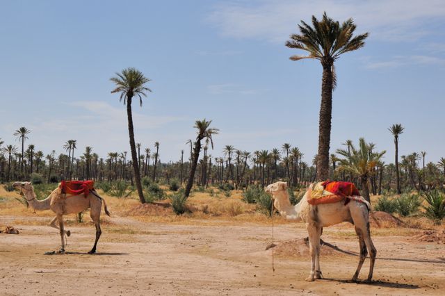 Gardens-Marrakech-10.jpg