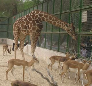 8383_Kuwaitzoo2JPG_-_CrQu80_RT320x300-_OS509x398-_RD320x300-.jpg