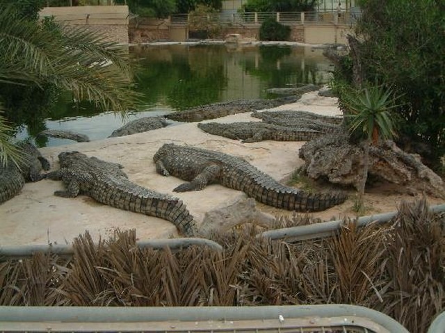 Crocodile-Garden-Djerba-1.jpg