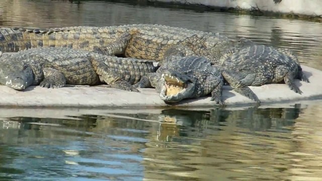 Crocodile-Garden-Djerba-31.jpg