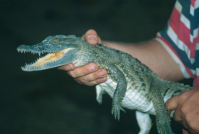 Crocodile-Garden-Djerba.jpg