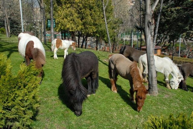 Ankara-zoo16.jpg