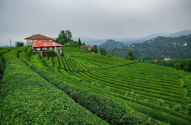 Tea-plantations-in-Riza5.jpg