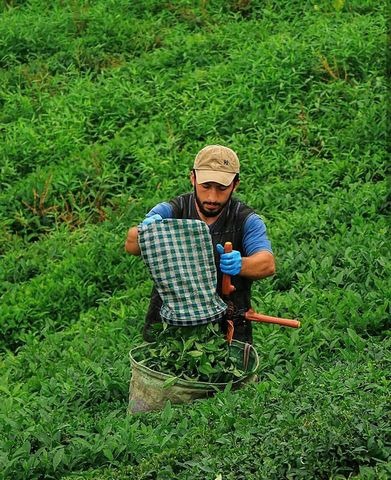 Tea-plantations-in-Riza4.jpg