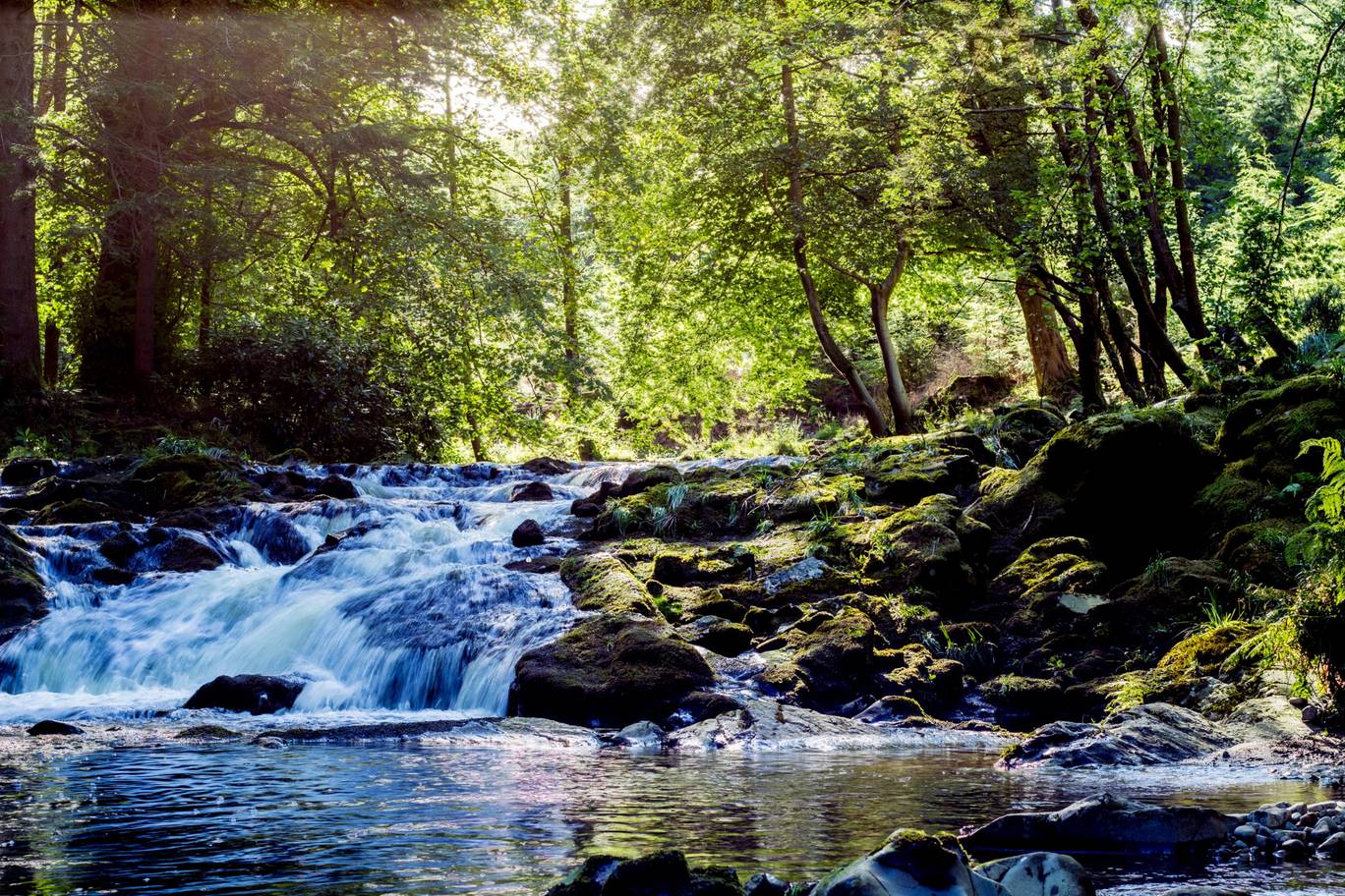 Tollymore-Forest-Park.jpg