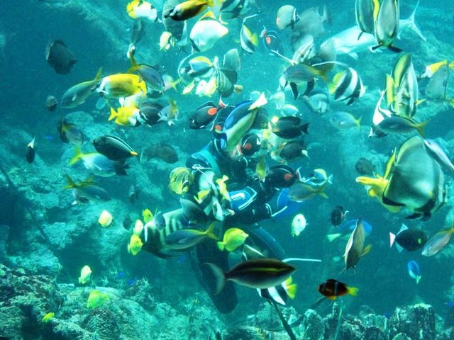 Hurghada-Grand-Aquarium-5.jpg