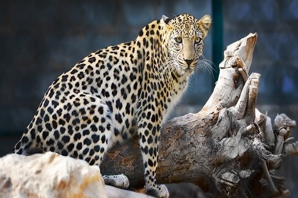 sharjah-zoo.jpg