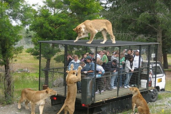 Auckland-Zoo7-1.jpg