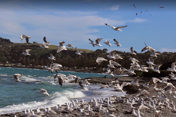 New-Zealand-Islands-Kaikoura.jpg