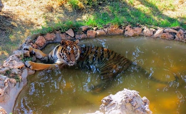 Antalya-Zoo_Turkey.jpg