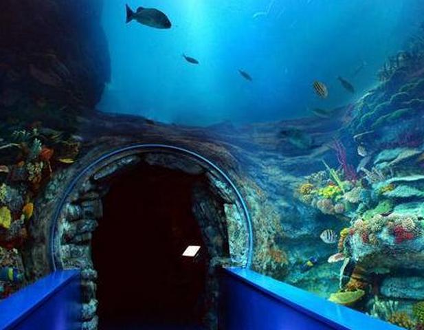 alexandria-aquarium-2.jpg