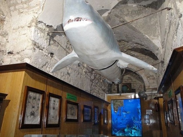 alexandria-aquarium-3.jpg