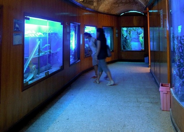 alexandria-aquarium-4.jpg