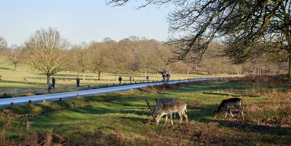 Richmond-Park-%D9%8A3.jpg