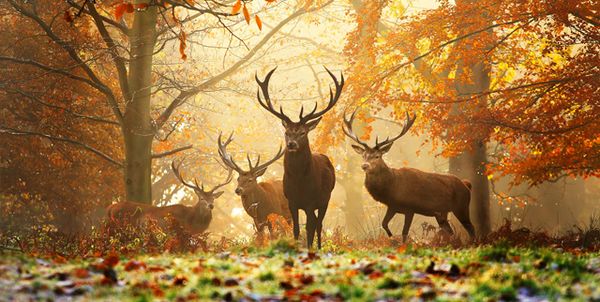 Richmond-Park-%D9%8A2.jpg