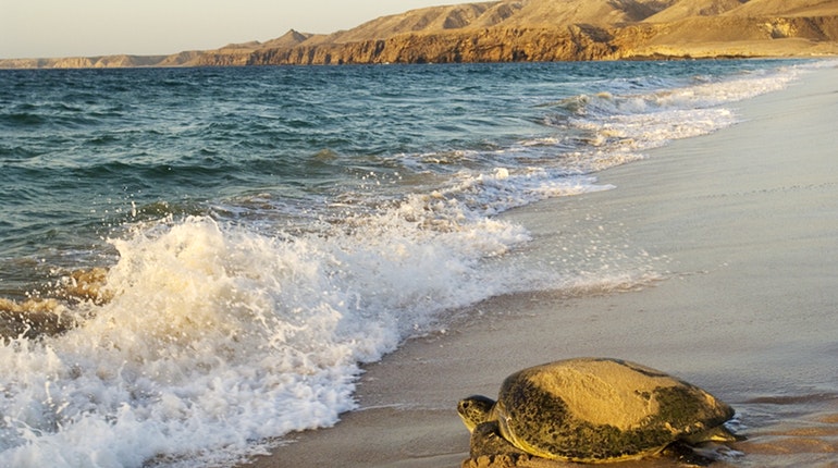 Ras-Al-jinz-Turtle-Reserve-1.jpg