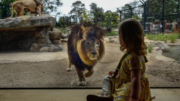 lion-park-addis-ababa-1.jpg