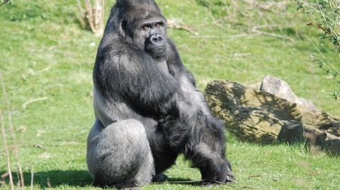 Ornagutan-Blackpool-zoo.jpg