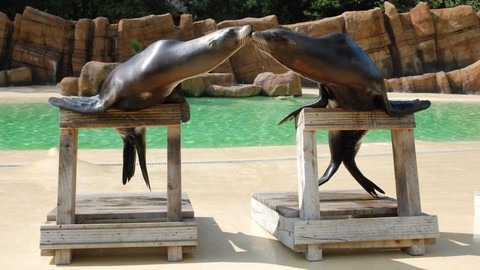 sealions.jpg