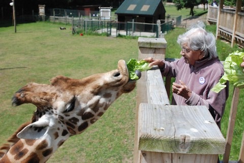 Feed-the-animals-Blackpool-zoo.jpg