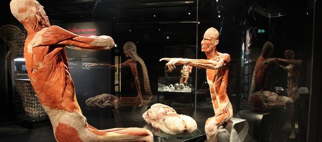 body-worlds-amsterdam-2.jpg