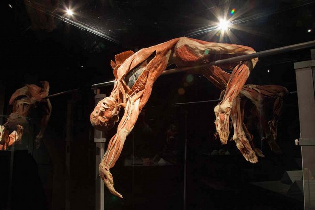 body-worlds-amsterdam-4.jpg