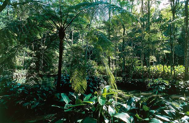 Tijuca-National-Park-3.jpg