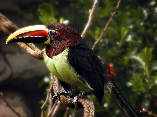 Forest-of-Birds-Bristol-zoo.jpg