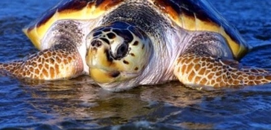 Caretta-Caretta-Daylan.jpg