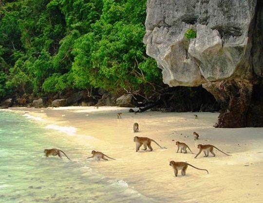 Monkey-Beach-View.jpg