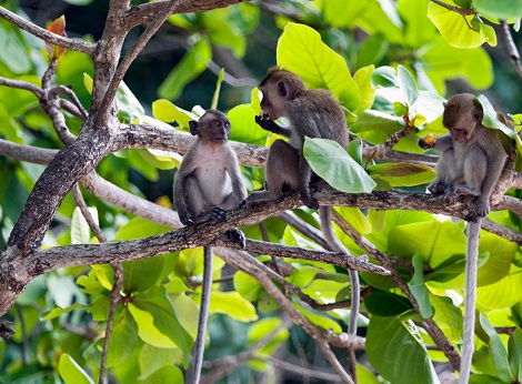 Monkey-Beach-Mountains.jpg