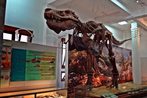 Geology-Museum-TRex.jpg