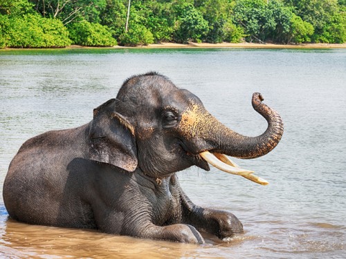 Lombok-Elephant-Park-2.jpg