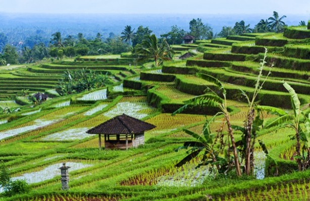 Jatiluwih-Rice-Fields-Bali.jpg