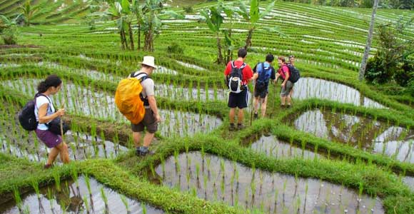 Jatiluwih-Rice-Terrace-Trekking-Activity.jpg