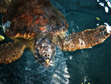 Glyfada-Archelon.jpg