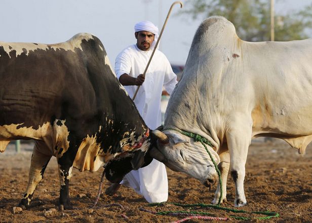 bull-fighting-arena-in-fujairah.jpg