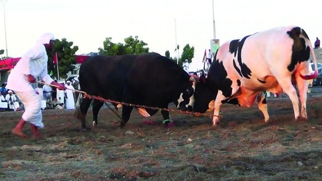 Bullfighting-arena-in-Fujairah1.jpg