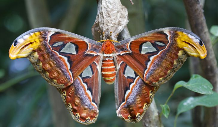 Butterfly-garden.jpg