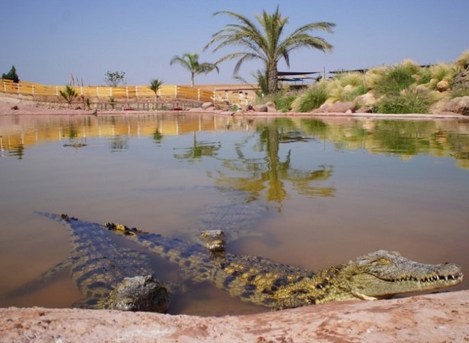 Crocodile-Park-Crocodiles.jpg