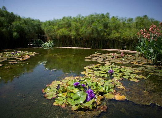 Crocodile-Park-BotanicGardens.jpg