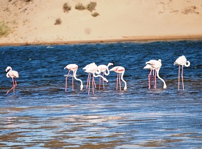 Souss-Massa-National-Park-Birds.jpg