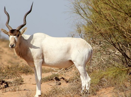 Souss-Massa-National-Park-Addax.jpg