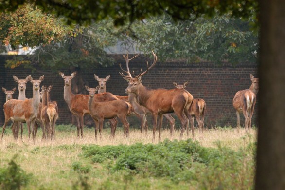 Greenwich-park-Wilderness.jpg