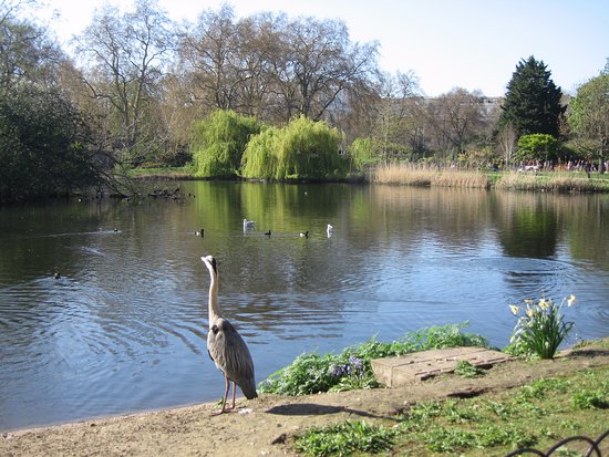 st-james-park-heron.jpg