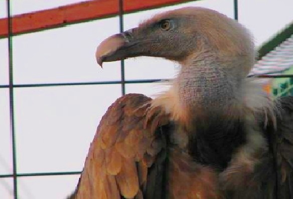 Taif-Zoo-Vulture.jpg