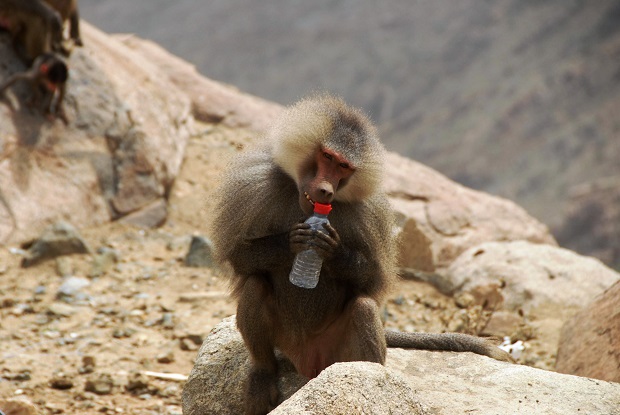 Taif-Zoo-Monkeys.jpg