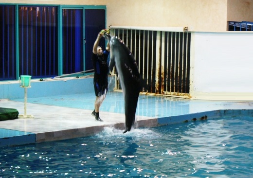 Alhdban-Park-DolphinShow.jpg